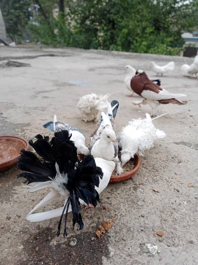 Assalamualaikum  Too All