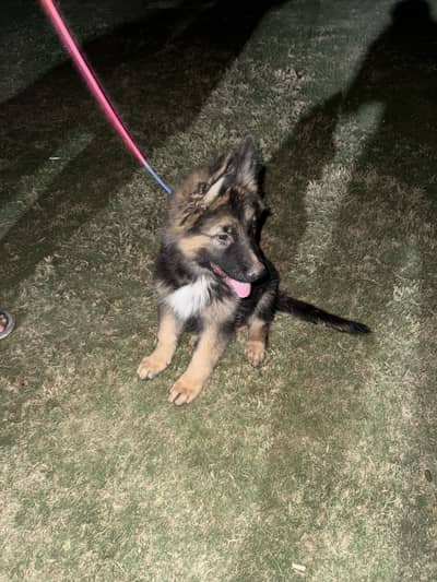 German shepherd male puppy