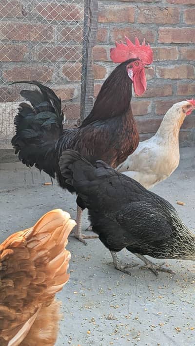 8000 for all, 1 Murga 3 Murgia