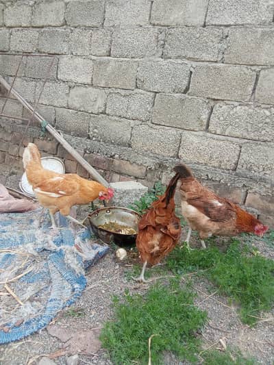 golden hens home breed