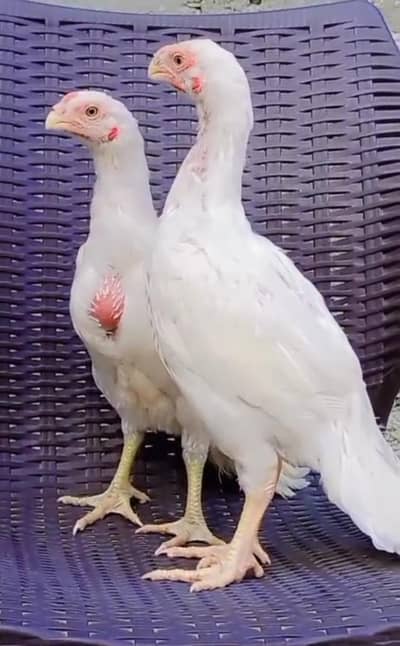 Parrot big. murga age 3month my Whatsapp number 03493576417