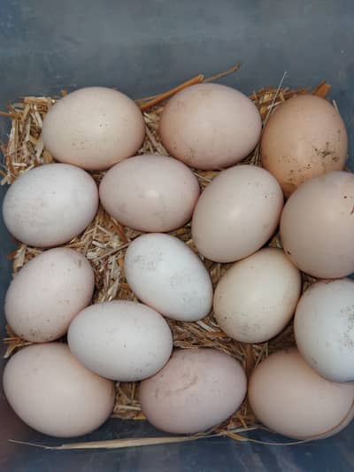Thai aseel eggs for sale