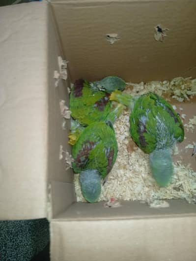 Mashallah raw healthy and active jumbo size wild life rejisterd chicks