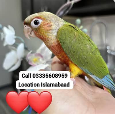 Friendly Pineapple Conore Male Parrot Chick Jumbo Size