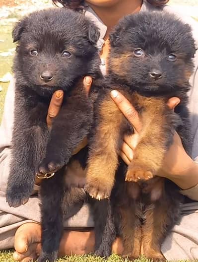 German Shepherd puppies for sale