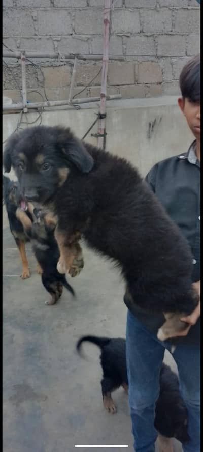 German shepherd female dogs