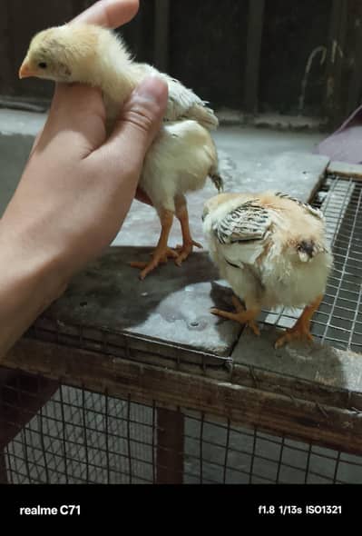 aseel heera + Pakistani 550