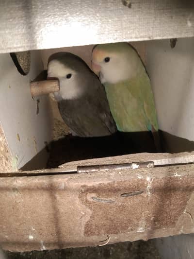 Rosicoli breader pair for sale.