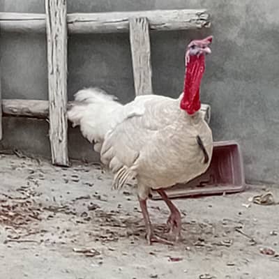 white turkey pair  breeder