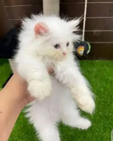 Persian cat 2 month age My WhatsApp 03441678120 for sale