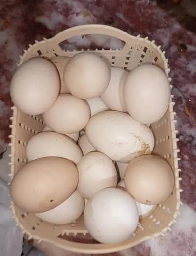 Hen dasi eggs pindigheb