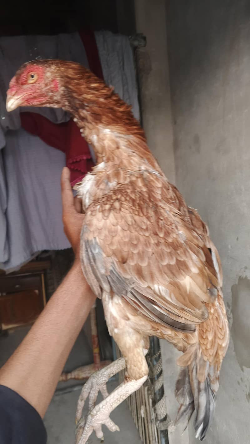 خالی دار لاتوں والی اسیل مرغی 3