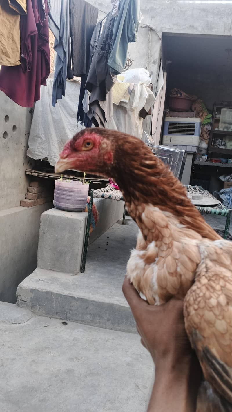 خالی دار لاتوں والی اسیل مرغی 5