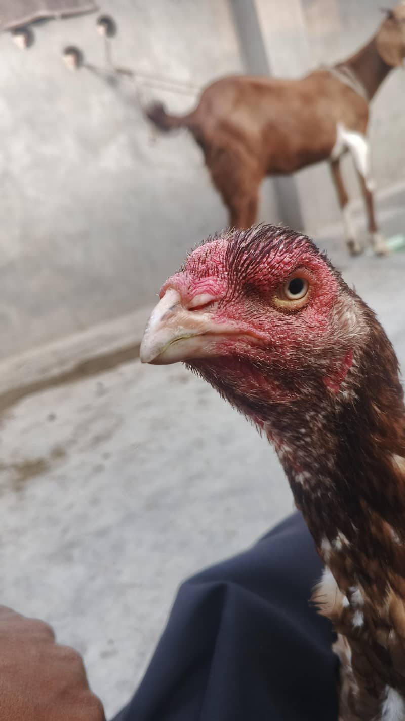 خالی دار لاتوں والی اسیل مرغی 8