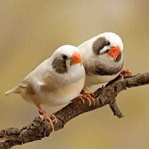 Zebra Finches