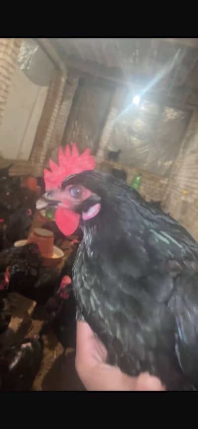 Australorp+Roman Black mix 03032925274