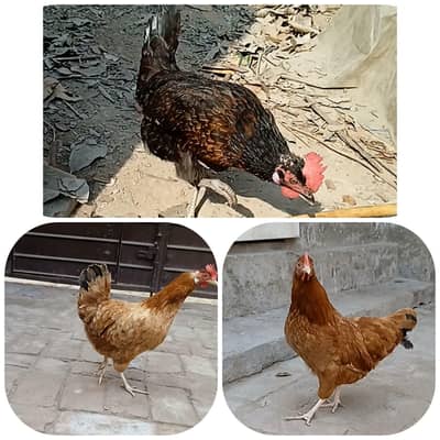 Desi Hens