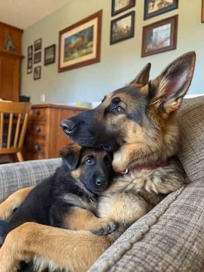 German Shepherd Puppy For Urgent Sale