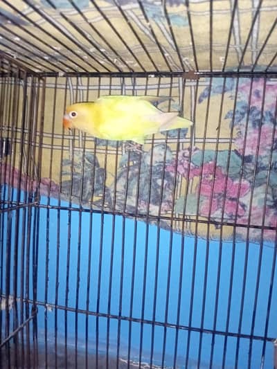 best rain luck quality love birds DNA red dice