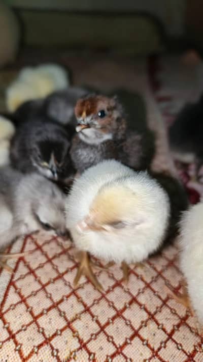 Healthy fancy, Astrolop, desi,Loman,Desi Farmy chicks available