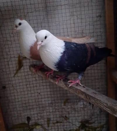 Karbalai Pigeons