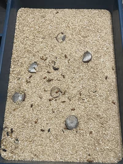 American Mealworm Full setup