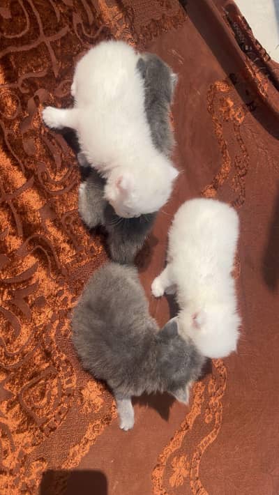 Persian kittens for sale. .