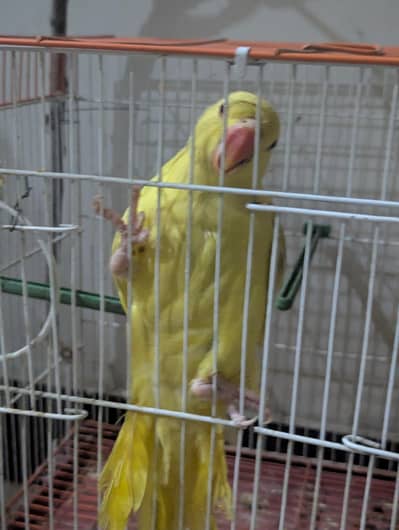 Yellow ring neck chick