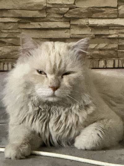 Persian Cat For Sale or Exchange