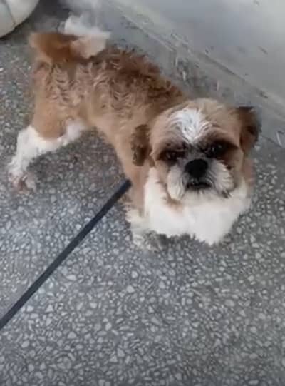 Shihtzu dog/male/pup/stud