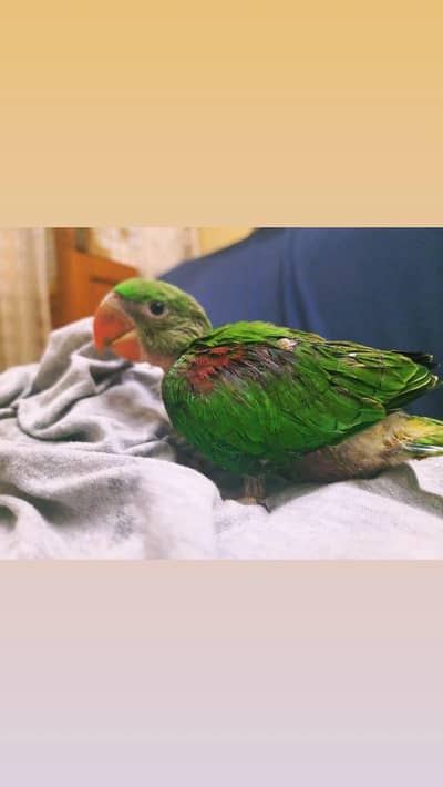 Tamed Pahari | 2 Months Old | Psittacus Raised | Free Home Delivery
