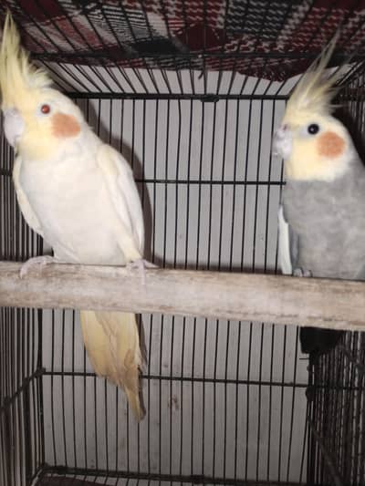 cocktail breader pair with Australian breader 2 pair for sale