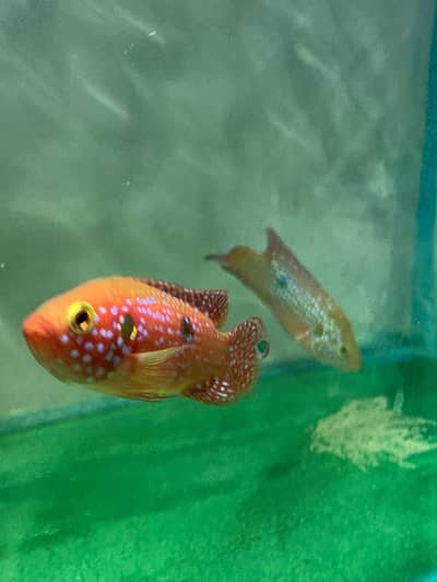 Red Jewel Fish Breeder Pair with Eggs – Healthy & Active”