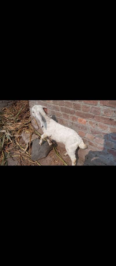 makhi cheni bakei with path rajanpuri 03270903036