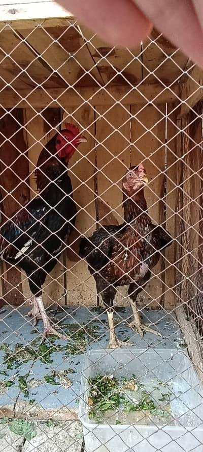 Aseel, desi murgha, desi murghi