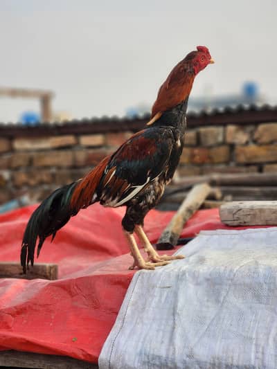 Aseel murga argent sale