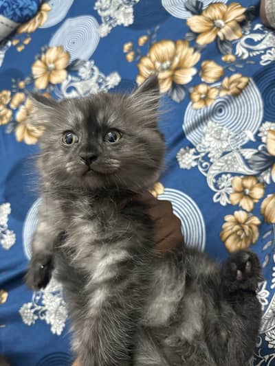 Tripple coated for sale