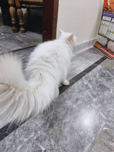 High Quality , Long Cotted