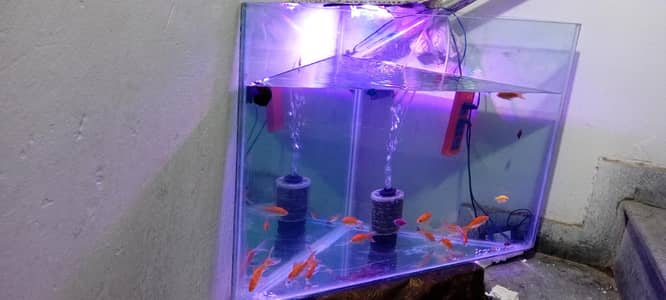 triangle Aquarium 3ft price 5000 only  aquarium