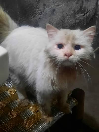 doramon my sweet cat