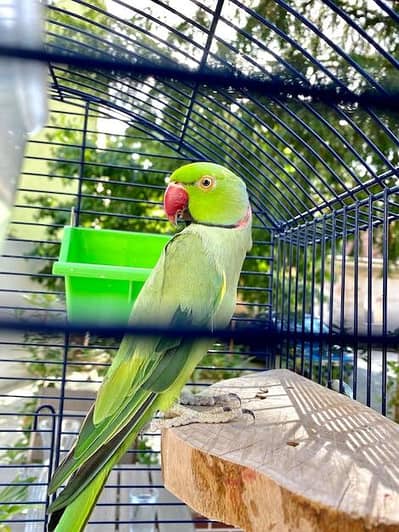 Green Parrot for Sale (Breader)