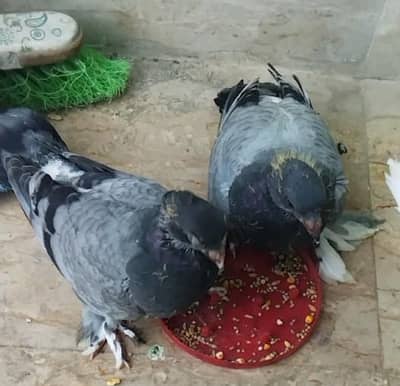 Arabian blue bar fancy sherazi pigeon chicks for sale