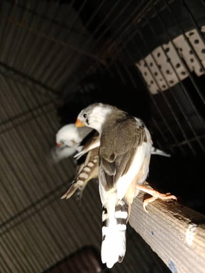 zebra finch