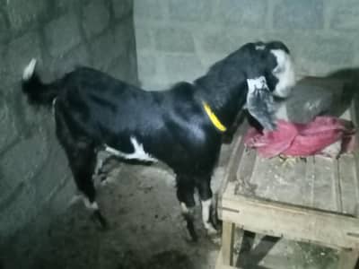 pure andu Bakra hain ful active hain age 2 dant ka hain