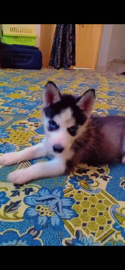 Siberian Husky Puppy for sale in lahore