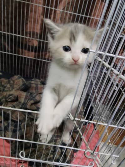 persion mix bread kittens