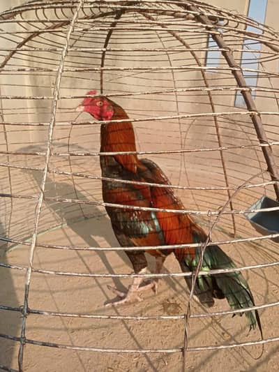 Ali baba aseel birds