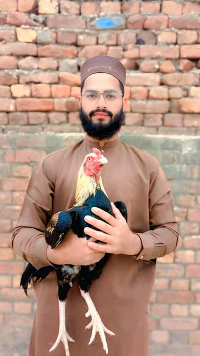 Ali baba aseel birds