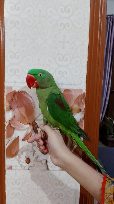 Hybrid Kashmeri Raw Parrot