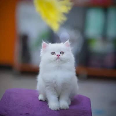 high quality bicolor Persian kittens (CASH ON DELIVERY) HEALTHY